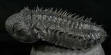 Super Spiny Drotops Armatus Trilobite - #5614-5